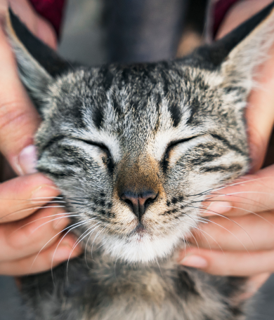 Image Link For C&oacute;mo acariciar a tu gato: consejos pr&aacute;cticos