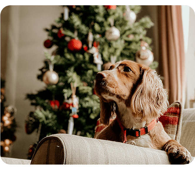Navidad con perros y gatos