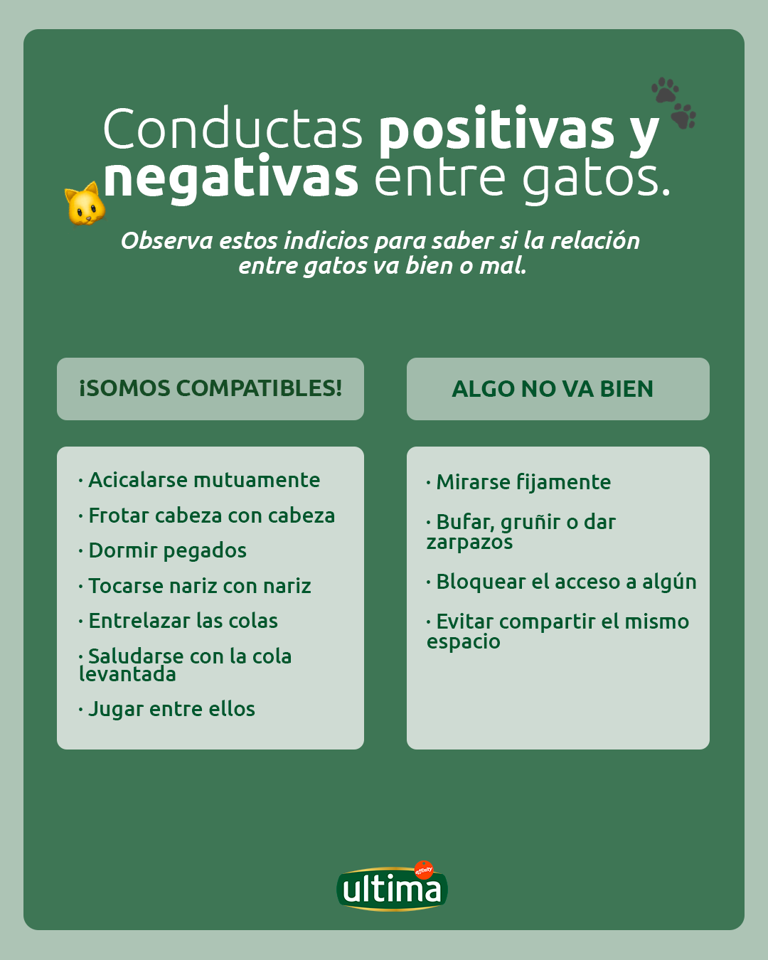 Conductas positivas y negativas entre gatos