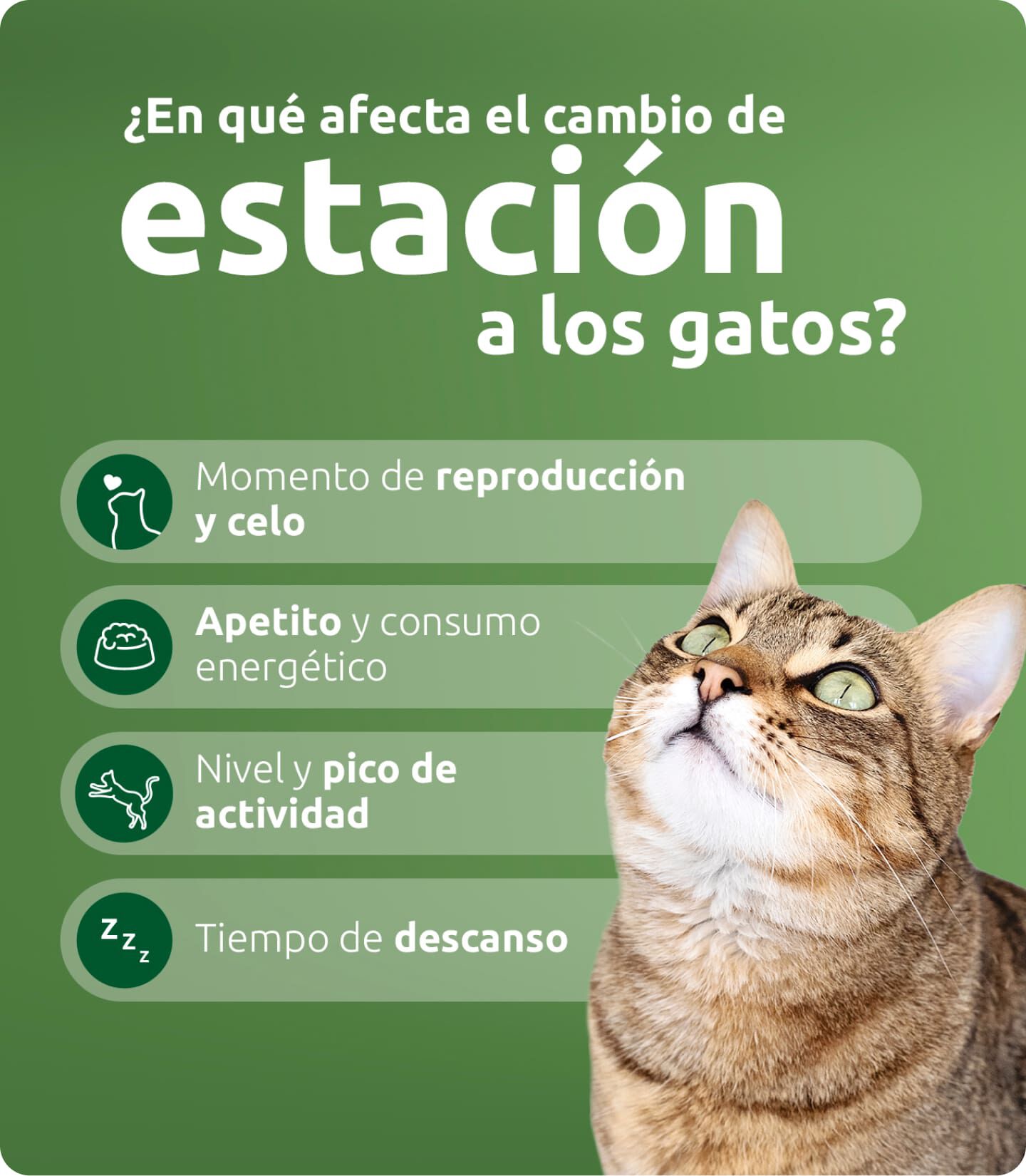 ¿En qué afecta el cambio de estación a los gatos?