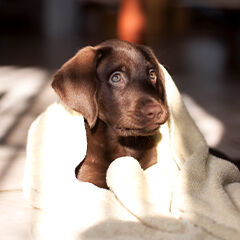 Image Link For ¿Se puede bañar a un cachorro de 1 mes?