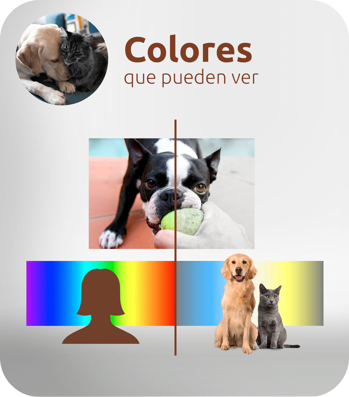Colores que pueden ver