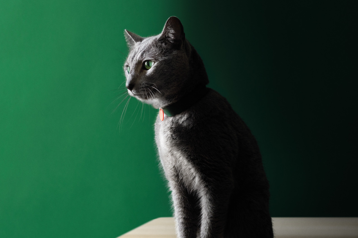 ART recomendado cuidados gato esterilizado.png