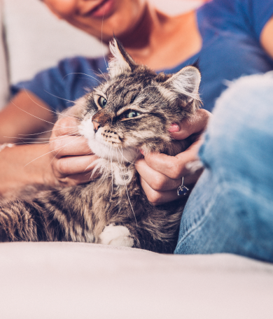 Image Link For Gato senior: cuidados esenciales para su bienestar