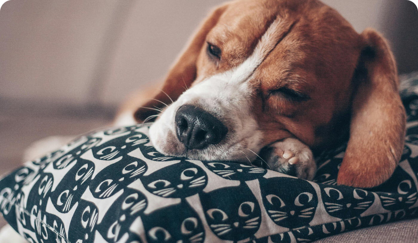 es bueno dormir con tu perro