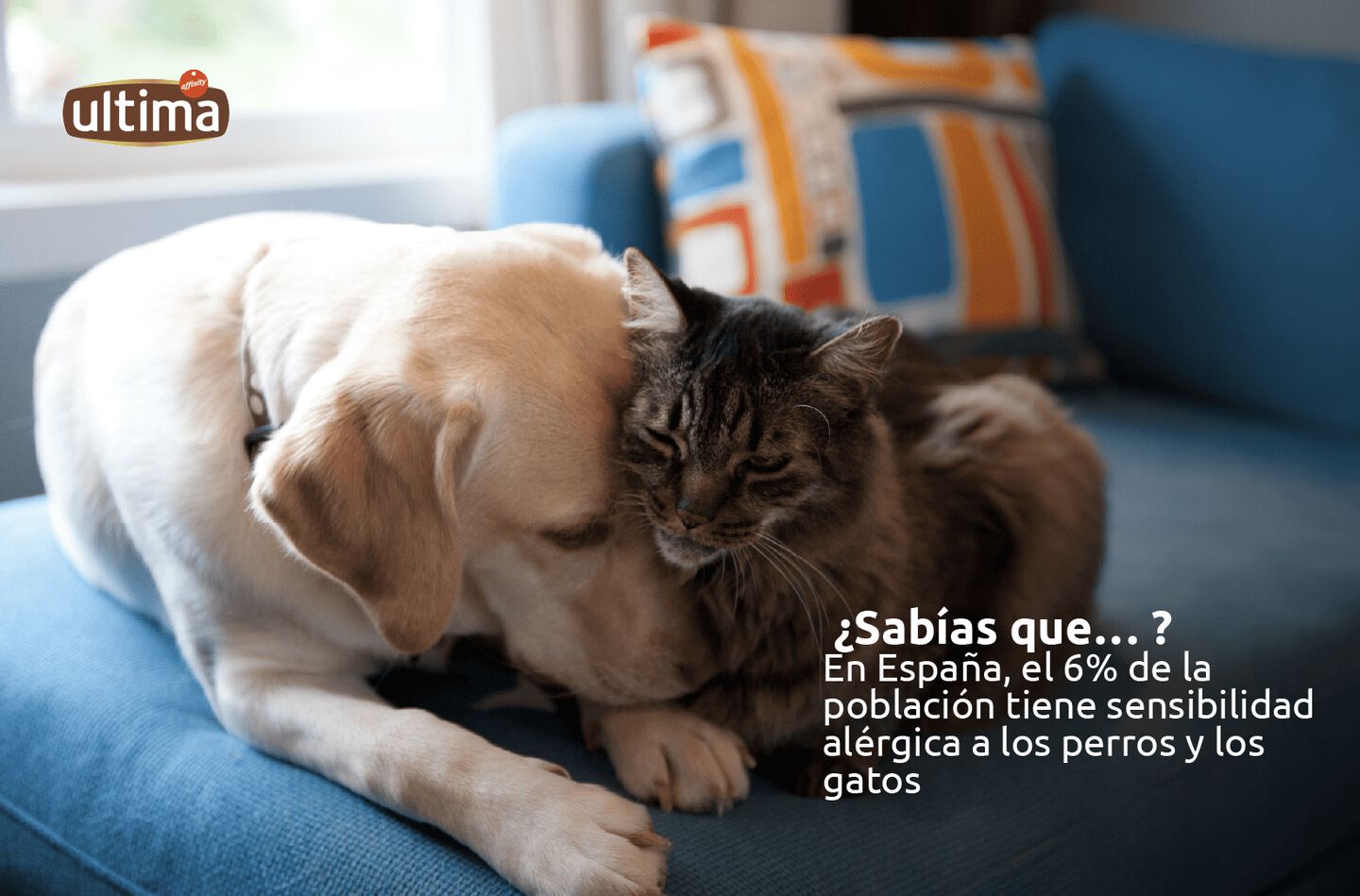 Fotograf&iacute;a de un perro golden retriever adulto siendo acariciado con la cabeza por un gato gris con collar. Texto: &iquest;Sab&iacute;as que&hellip;? En Espa&ntilde;a, el 6% de la poblaci&oacute;n tiene sensibilidad al&eacute;rgica a los perros y los gatos&rdquo;.