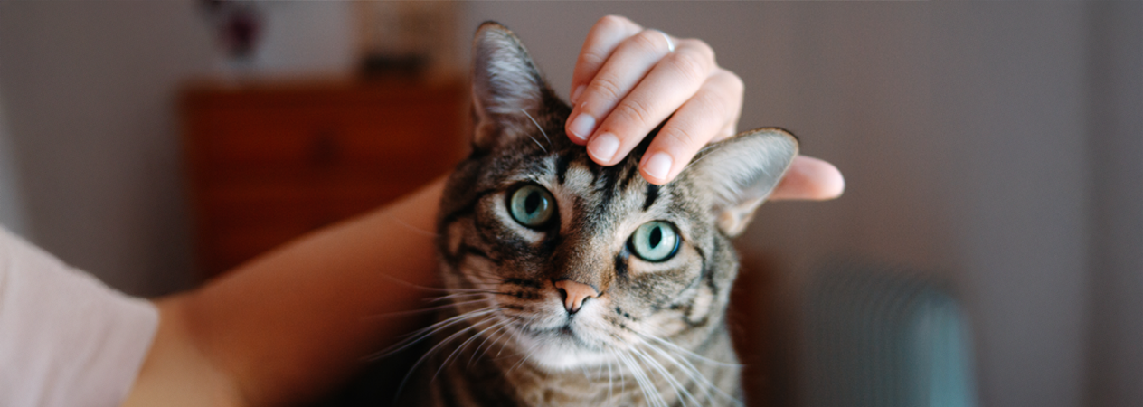 9 señales de un gato feliz