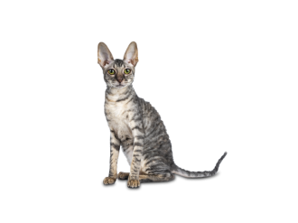 Cornish Rex