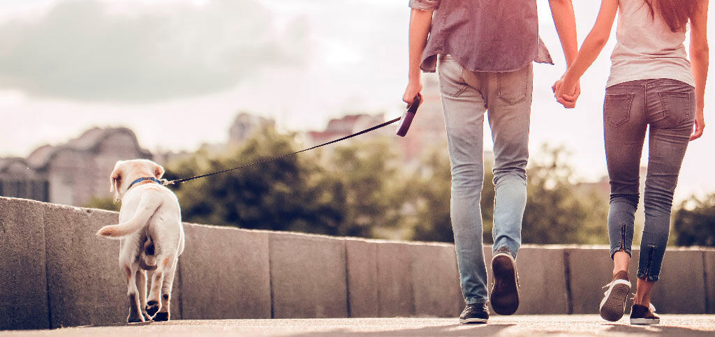 Cómo pasear a tu perro