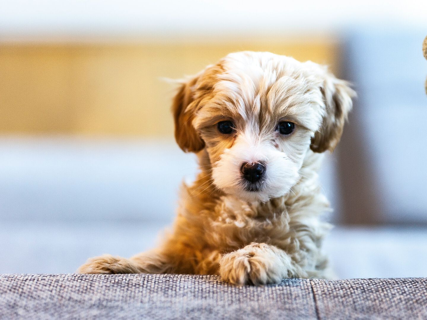 Perrita apoyada en el sofá