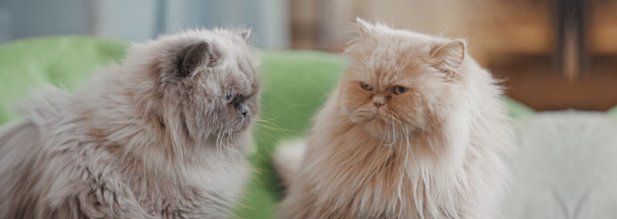 Image Link For El maullido de los gatos: &iquest;qu&eacute; significan? &iquest;Qu&eacute; tipos de maullidos hay?