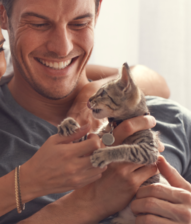 Image Link For Gato beb&eacute;: cuidados esenciales