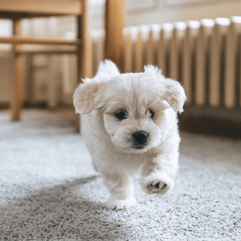 Image Link For ¿Cómo afrontar los primeros días de un perro o cachorro en casa?
