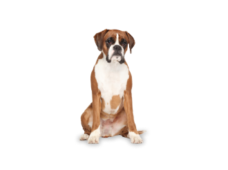 Boxer