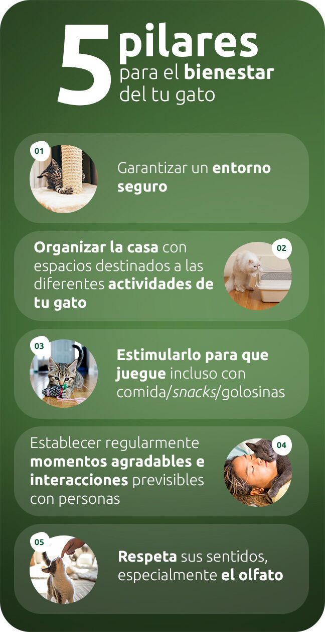 Los cinco “pilares” para el bienestar de tu gato