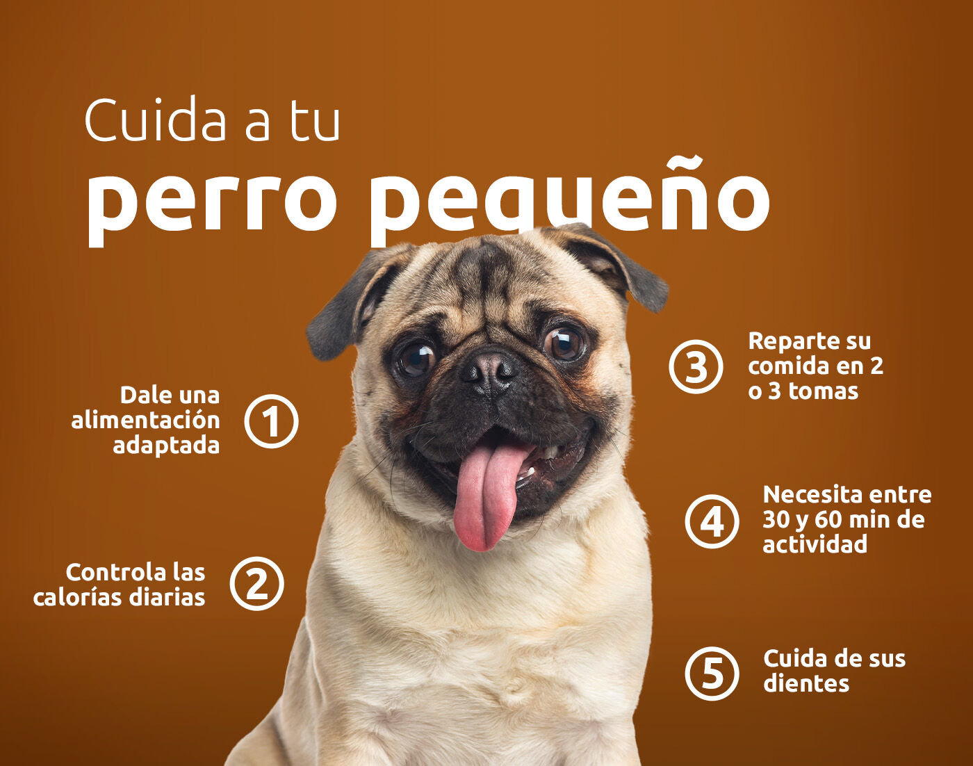 Consejos para cuidar de tu perro pequeño