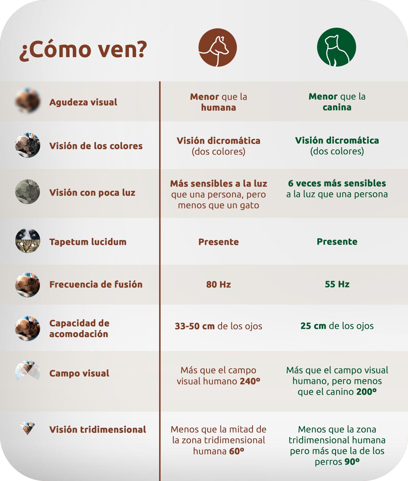 ¿Cómo ven?