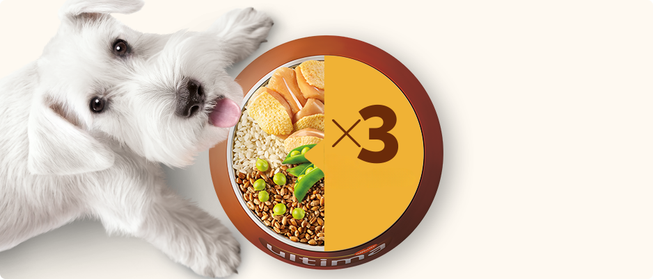 Perro con bowl comida seca