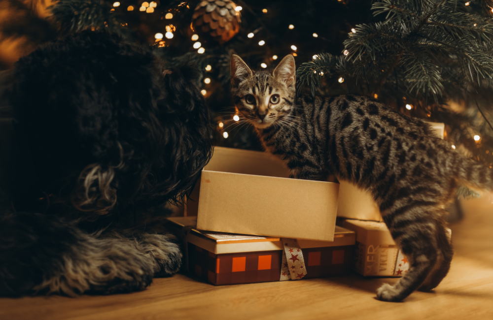 gato y perro navidad