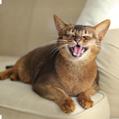 Image Link For Por qué mi gato maúlla mucho: 4 causas comunes y qué hacer para evitarlo