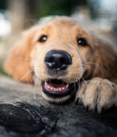 Image Link For Limpieza bucal para perros: claves para su salud