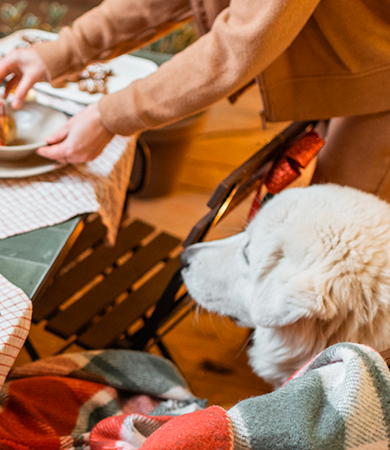 Image Link For Navidad con mascotas: alimentos prohibidos a evitar