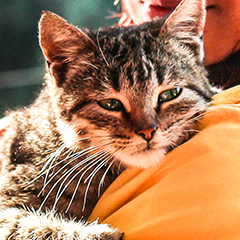 Image Link For Cómo ganarse la confianza de un gato