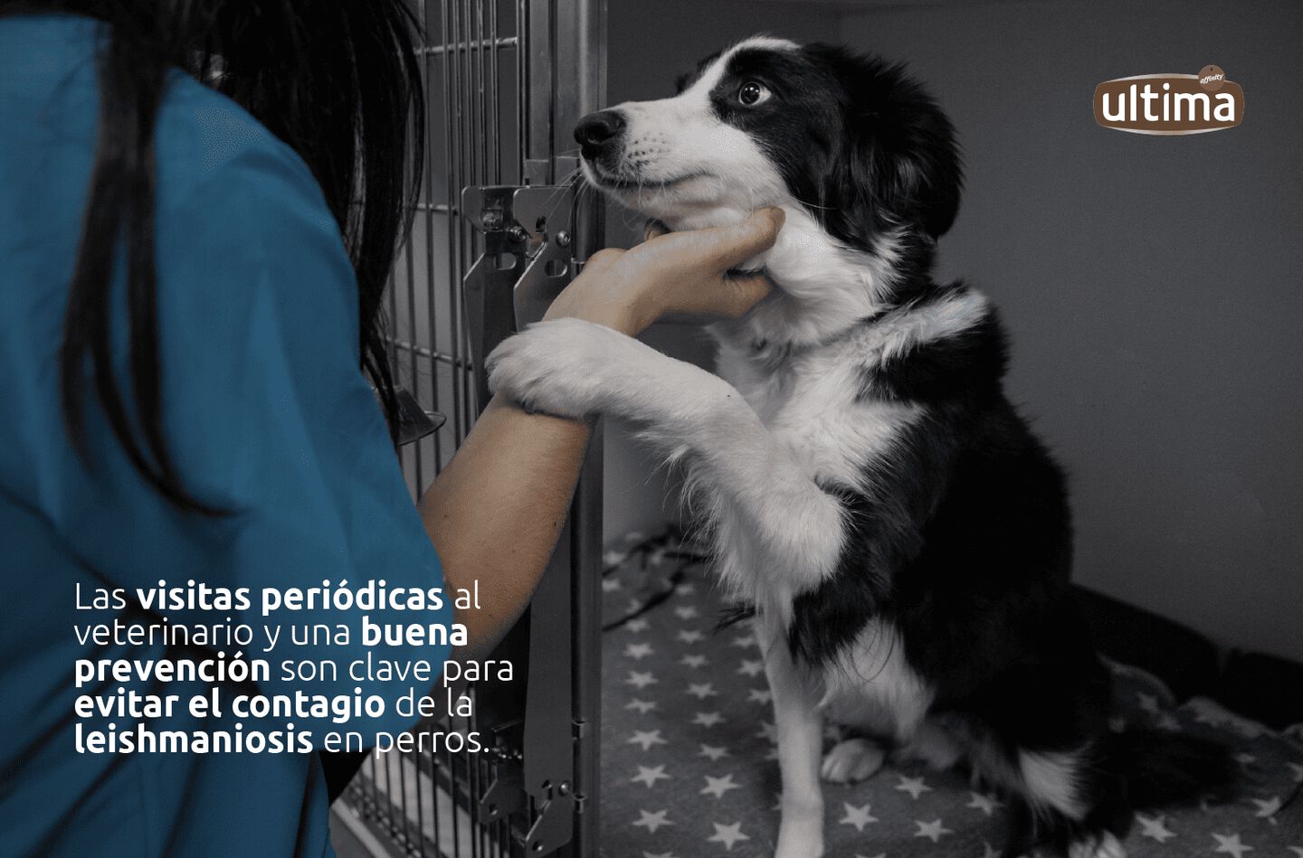 Perro sostenido por una veterinaria, mirando al frente. El texto indica: “Las visitas periódicas al veterinario y una buena prevención son clave para evitar el contagio de la leishmaniosis en perros.”