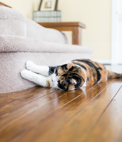 Image Link For Gato ara&ntilde;a: por qu&eacute; lo hace y c&oacute;mo evitarlo