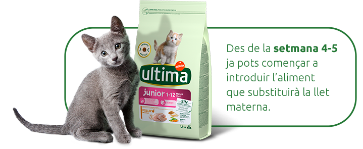 Quan se li pot començar a donar menjar al gats?