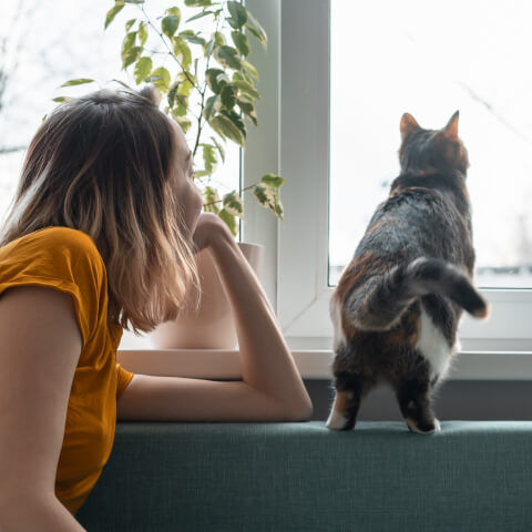 Image Link For Se acercan las vacaciones, ¿qué hacer con tu gato?