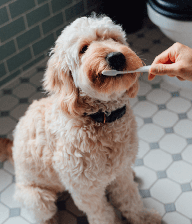 Image Link For Higiene dental canina: c&oacute;mo lavarle los dientes