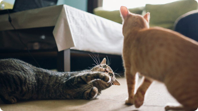 El social roll de los gatos