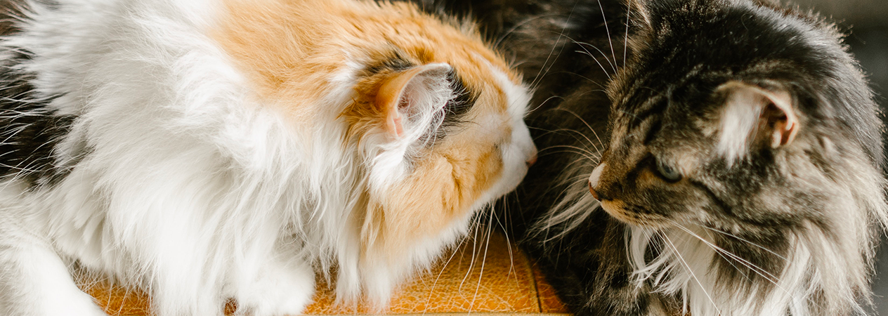 dos gatos