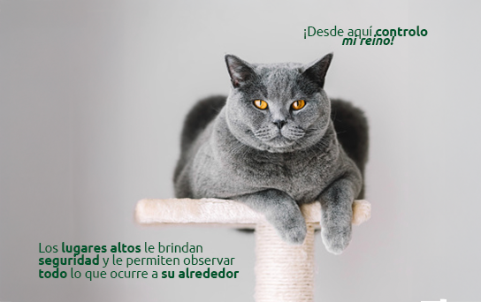 Los lugares altos y los gatos