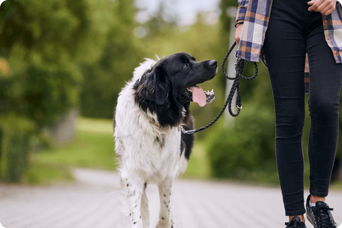 Perro paseando