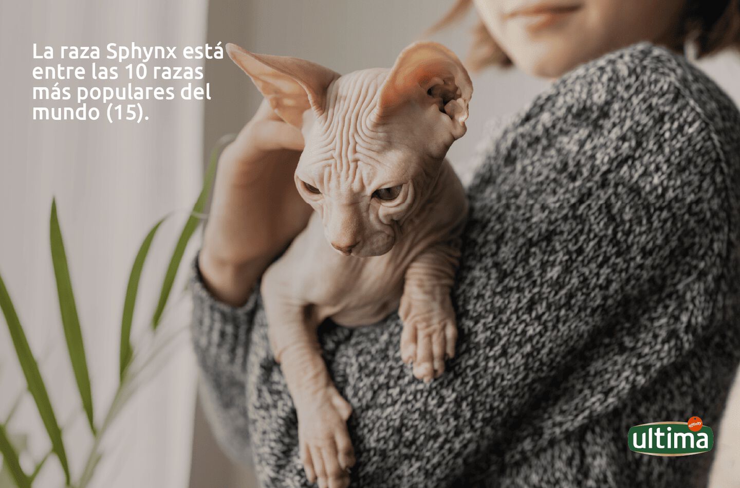 Fotograf&iacute;a de gato egipcio mirando hacia arriba. Texto: La raza Sphynx est&aacute; entre las 10 razas m&aacute;s populares del mundo (15