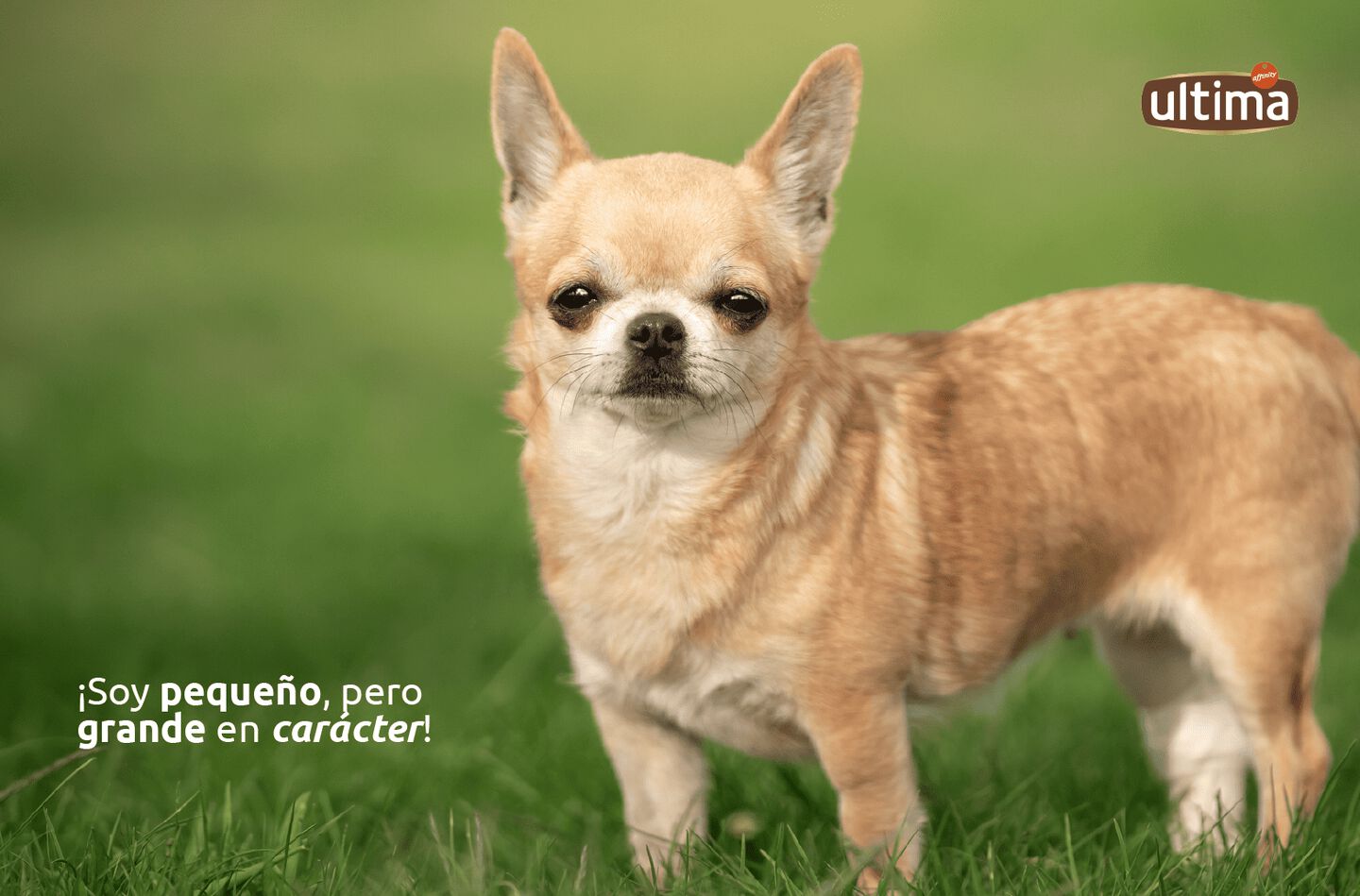 Fotografía de perro pequeño chihuahua de color marrón. Texto: “¡Soy pequeño, pero grande en carácter!”