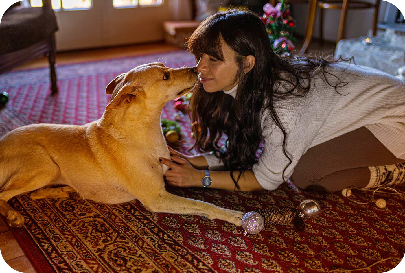 Disfrutar de la Navidad con tu perro o gato
