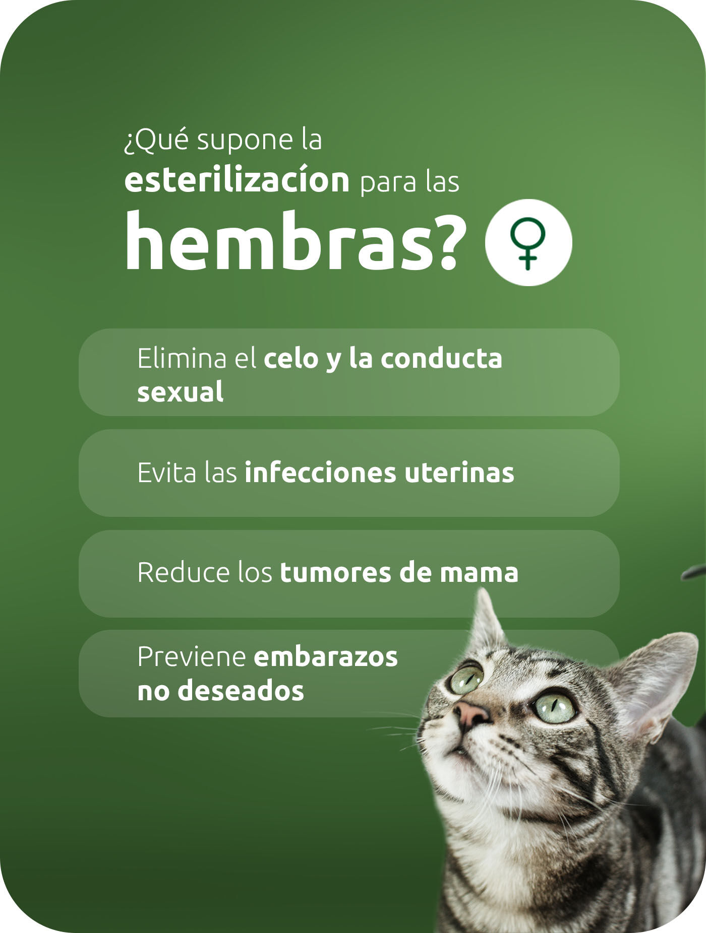 Esterilización en gatas