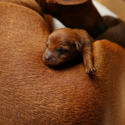 Cachorro durmiendo sobre su madre