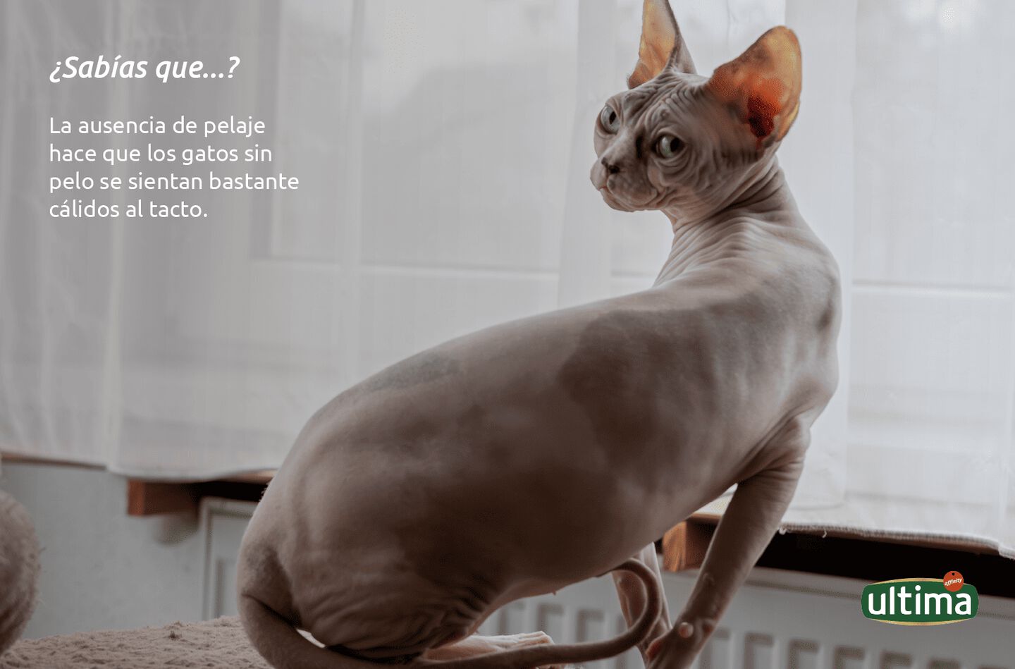 Gato sin pelo con manchas negras naturales sobre su piel, mirando a la c&aacute;mara. Texto: &iquest;Sab&iacute;as que&hellip;? La ausencia de pelaje hace que los gatos sin pelo se sientan bastante c&aacute;lidos al tacto. Vi&ntilde;eta del gato exclamando: &ldquo;&iexcl;Soy suavecito y calentito