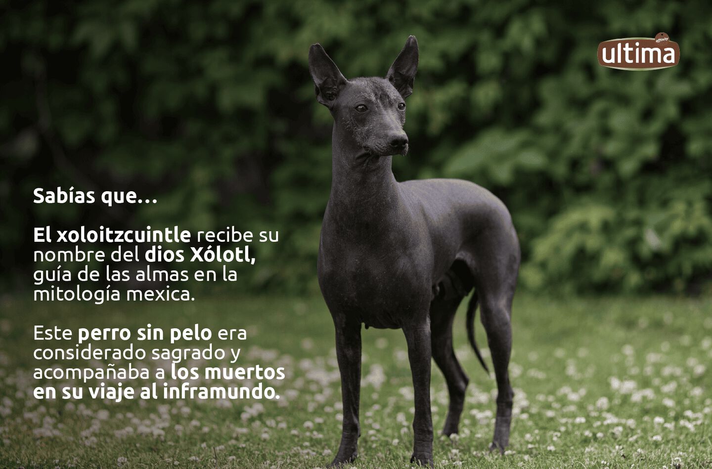 “Fotografía de un perro xoloitzcuintle de color gris en medio del campo. Texto: “Sabías que… El xoloitzcuintle recibe su nombre del dios Xólotl, guía de las almas en la mitología mexica. Este perro sin pelo era considerado sagrado y acompañaba a los muertos en su viaje al inframundo”.