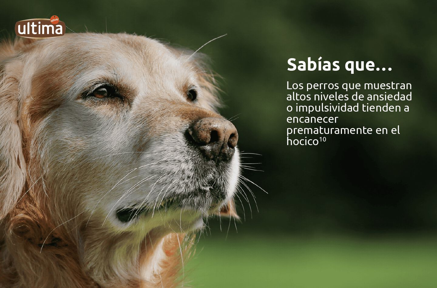 Imagen de perro negro con hocico encanecido. Texto: &ldquo;Sab&iacute;as que&hellip; Los perros que muestran altos niveles de ansiedad o impulsividad tienden a encanecer prematuramente en el hocico (10)&rdquo;.