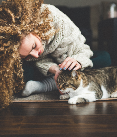 Image Link For Alimentaci&oacute;n del gato senior