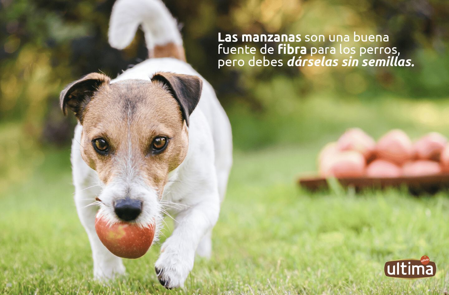 Perro sosteniendo una manzana con la boca.