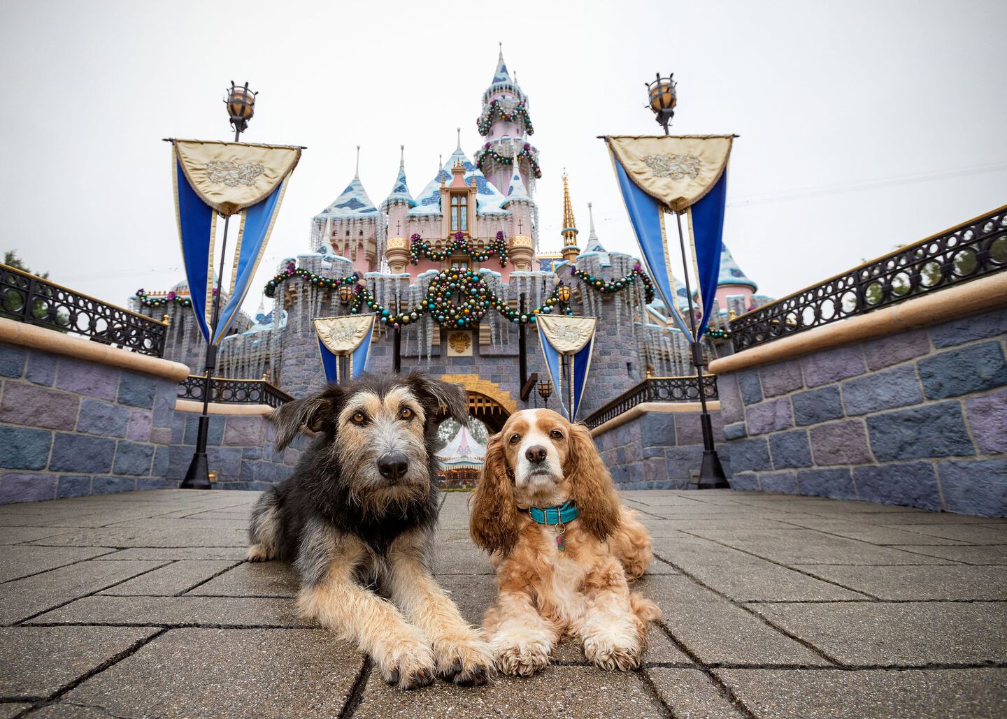 Dos perros que simulan ser la dama y el vagabundo en la vida real