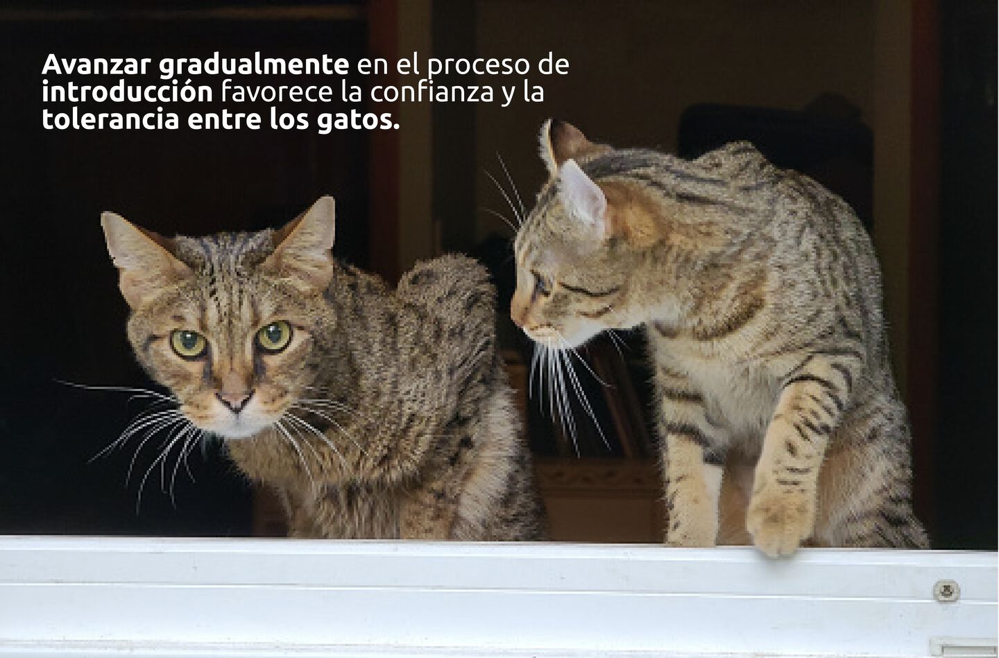 Introducción gradual de un gato en casa