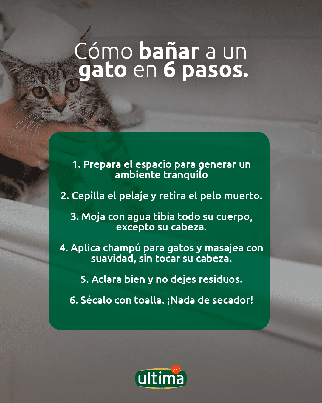Infograf&iacute;a con el paso a paso para ba&ntilde;ar a un gato y una ilustraci&oacute;n de un gato mirando la ba&ntilde;era. Texto: &ldquo;C&oacute;mo ba&ntilde;ar a un gato en 6 pasos. 1. Prepara el espacio para generar un ambiente tranquilo. 2. Cepilla el pelaje y retira el pelo muerto. 3. Moja con agua tibia todo su cuerpo, excepto su cabeza. 4. Aplica champ&uacute; para gatos y masajea con suavidad, sin tocar su cabeza. 5. Aclara bien y no dejes residuos. 6. S&eacute;calo con toalla. &iexcl;Nada de secador!