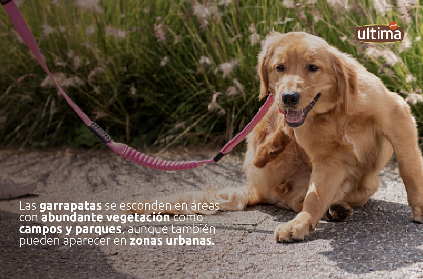 Perro en el campo. Texto: &ldquo;Las garrapatas se esconden en &aacute;reas con abundante vegetaci&oacute;n como campos y parques, aunque tambi&eacute;n pueden aparecer en zonas urbanas&rdquo;.